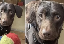 Labrador ‘alcoólatra’ se torna o primeiro cão tratado por vício