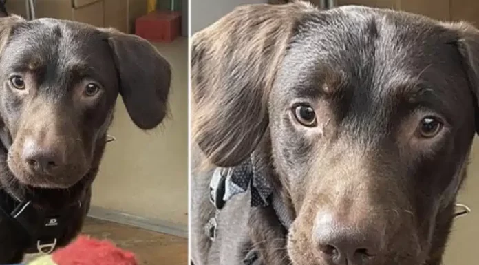 Labrador ‘alcoólatra’ se torna o primeiro cão tratado por vício