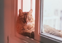 Homem termina com namorada porque ela jogou o gato dele fora: “Meu gato poderia ter morrido”