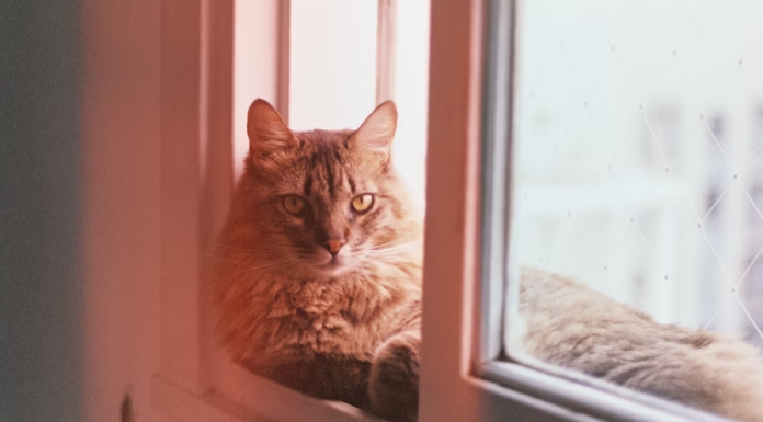 Homem termina com namorada porque ela jogou o gato dele fora: “Meu gato poderia ter morrido”