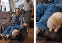 Vovô levou sua cachorra à loja de móveis para garantir que ela aprovasse a nova cadeira