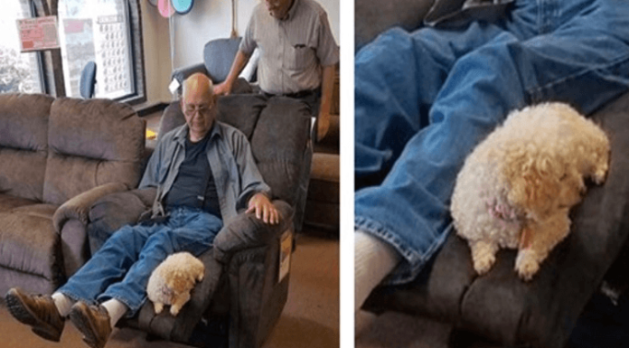 Vovô levou sua cachorra à loja de móveis para garantir que ela aprovasse a nova cadeira