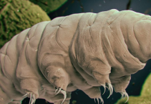 Cientistas descobriram um organismo vivo imortal: ele pode sobreviver sendo fervido em água, levado ao espaço, frito em radiação
