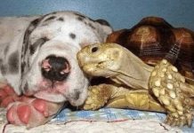 Tartaruga órfã é criada com cães resgatados e agora são inseparáveis