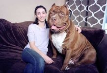 Conheça o Hulk que pesa 78kg , é o maior Pit Bull do mundo e ainda está crescendo