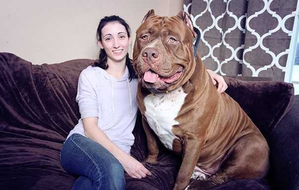 Conheça o Hulk que pesa 78kg , é o maior Pit Bull do mundo e ainda está crescendo