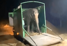 Elefanta cega finalmente teve seu primeiro gosto de liberdade após 46 anos de abuso em cativeiro