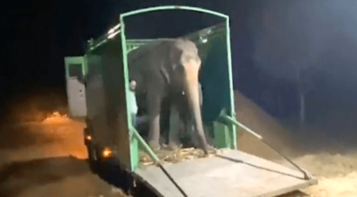 Elefanta cega finalmente teve seu primeiro gosto de liberdade após 46 anos de abuso em cativeiro