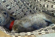 Burro na rede exige que seus humanos o balancem para frente e para trás até que ele adormeça