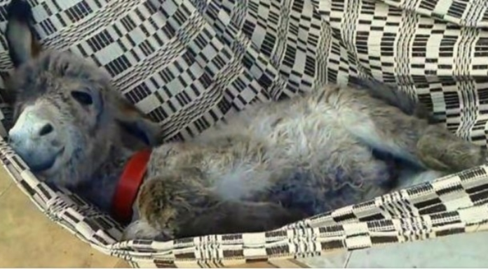 Burro na rede exige que seus humanos o balancem para frente e para trás até que ele adormeça