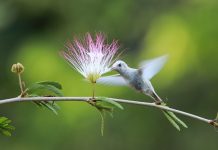 Em registro inédito no mundo, beija-flor branco é avistado em reserva de proteção na Bahia