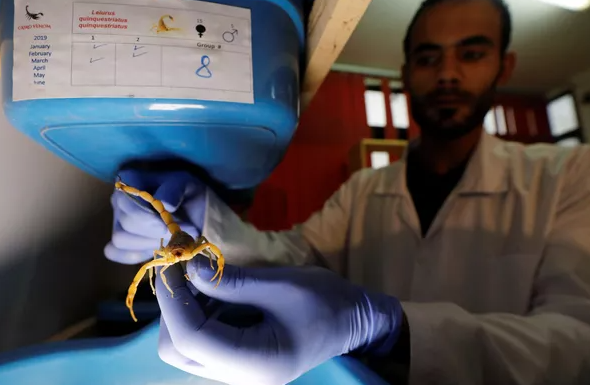 Jovem egípcio cria milhares de escorpiões e gera alta renda com a venda do veneno